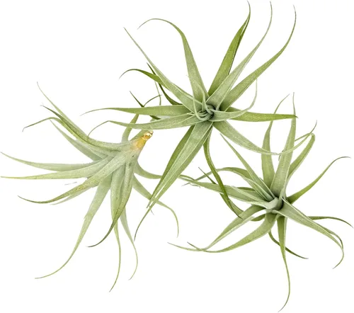 Miniatura 28 de ragnaroc Planta de Aire Viva – Tillandsia Capiput, Jumbo 6-9” - 2 unidades - Llegada Viva Garantizada - Plantas de Casa para Decoración del Hogar