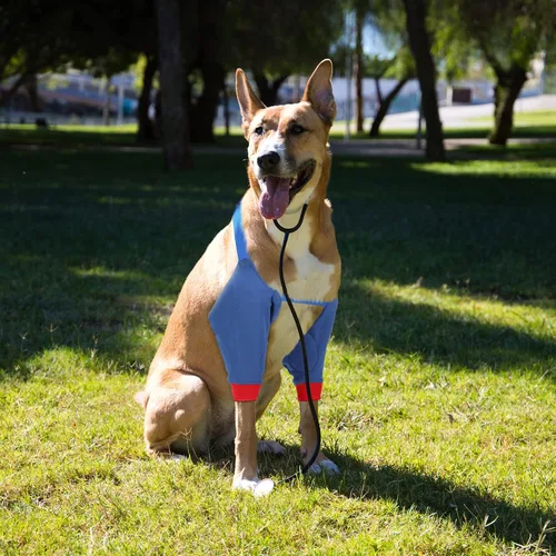 Miniatura 7 de Oudain 2 pares de protectores de codo de perro con banda elástica, suave acolchado ajustable para perritos pequeños, medianos y grandes, 2