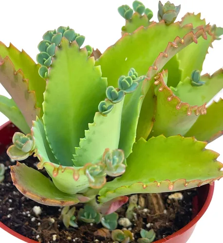 Miniatura 2 de Suculentas vivas de 4 pulgadas, madre de miles, plantas suculentas vivas completamente arraigadas para decoración del hogar y la oficina, proyectos
