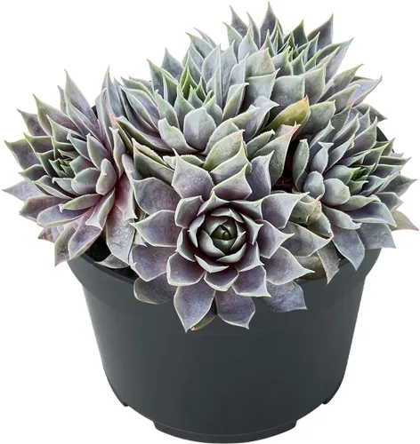 Miniatura 2 de Sprout N Green Sempervivum 'Grey Lady', suculenta viva totalmente arraigada en maceta de inicio de 4 pulgadas, planta de casa para interiores