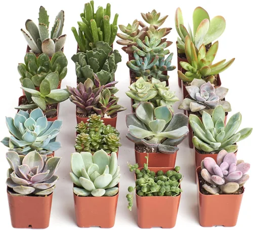Shop Succulents Colección única de plantas suculentas – Mini plantas suculentas vivas, bajo mantenimiento, colores y texturas excepcionales,