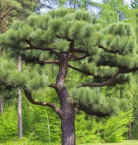 Miniatura 5 de Pinus nigra (pino austriaco, pino negro europeo), apariencia atractiva, resistentes al frío, semillas de MySeeds.Co, elige la cantidad (0.5 oz)