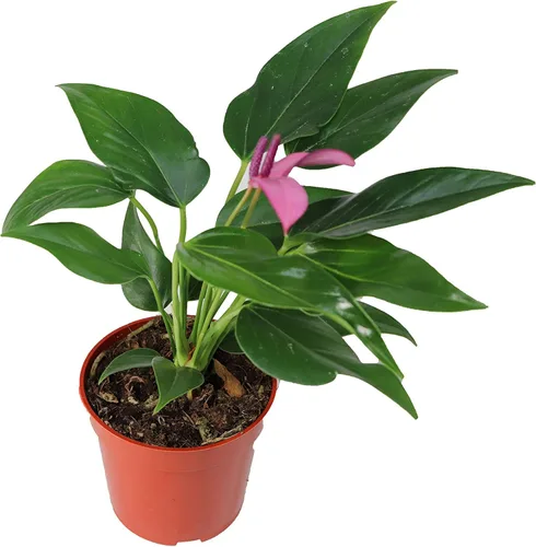 Miniatura 6 de Anthurium rosa - 4" de California Tropicals