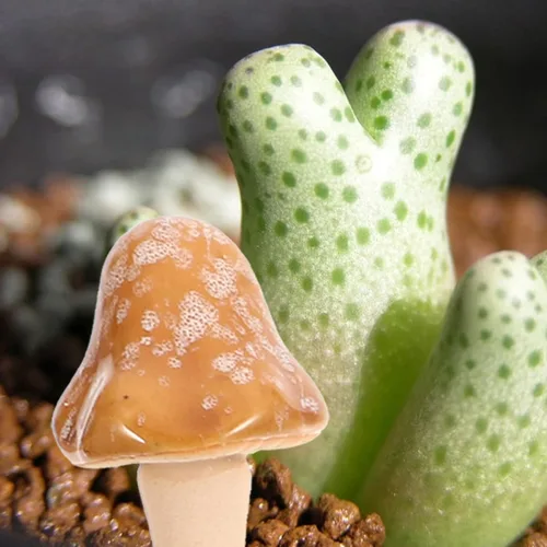 Miniatura 6 de Tofficu Decoración al aire libre, 6 piezas de cerámica de hongos de jardín, estacas, estatua de hongos para patio, césped, decoración de macetas al