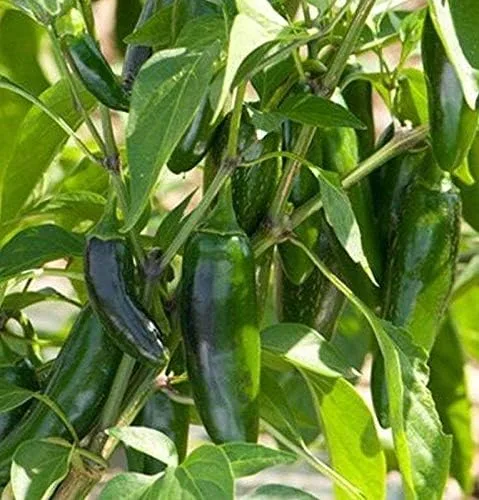 Miniatura 4 de El Jefe Hybrid - Semillas de pimiento Jalapeño picante - Muy Fruta (10 - Semillas)