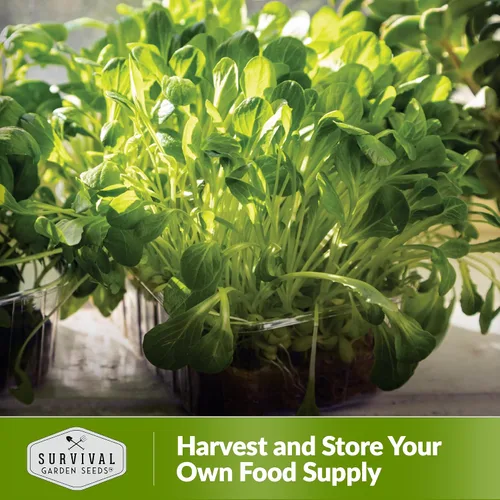 Miniatura 5 de 1 paquete de semillas de lechuga Microgreens para plantar y cultivar, microverduras de hoja verde aptas para principiantes, para interiores, cultiva