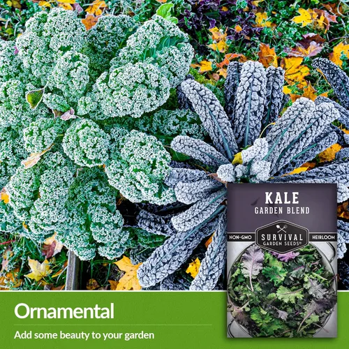 Miniatura 3 de Baby Kale Seeds - Mezcla de mezcla de jardín de col rizada y plana de hoja rizada - Paquete variado de reliquia para verduras de corte y regreso
