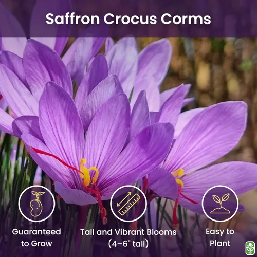 Miniatura 2 de Cormos de Azafrán Crocus para Plantar – 10 Cormos Grandes – Flores Púrpuras – Bulbos Perennes para Plantación al Aire Libre que Producen la Especia