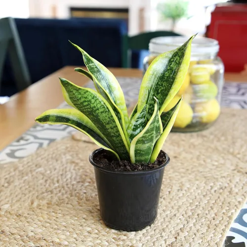 Miniatura 2 de Altman Plants - Planta de serpiente viva (Superba), aproximadamente 13" de alto, prácticamente indestructible, fácil planta suculenta para el hogar