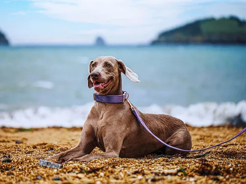 Miniatura 4 de ARING PET Juego de collar y correa de terciopelo para perro, collar y correa de perro morado suave, collares ajustables para perros Púrpura