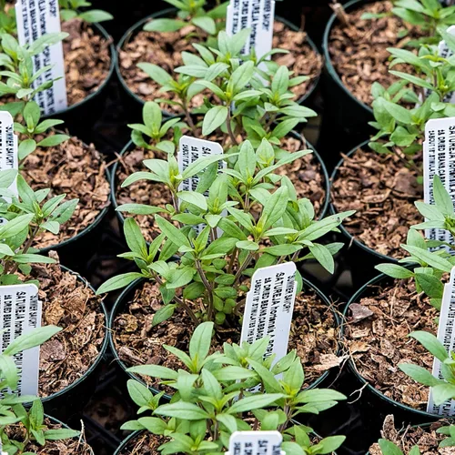 Miniatura 2 de Seed Needs Semillas saladas de verano para plantar hierbas tradicionales sin OMG, 1 paquete