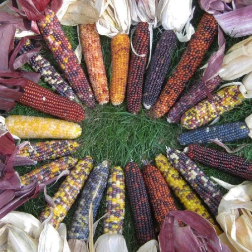 Miniatura 2 de TomorrowSeeds - Semillas de maíz ornamentales de arco iris de cáscara roja - Más de 50 unidades - para plantar maíz colorido nativo americano otoño