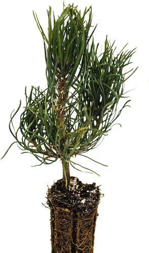 Miniatura 3 de Pino Mugo Plántula de árbol pequeño The Jonsteen Company