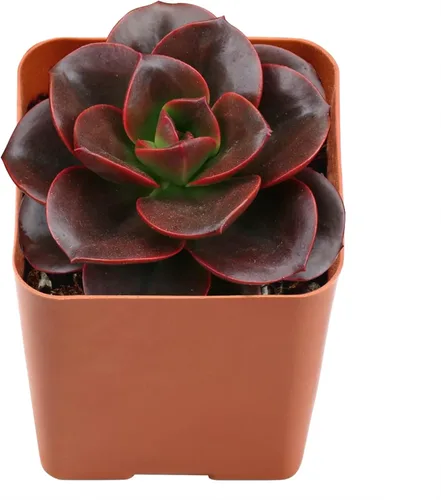 Echeveria Melaco - 2 plantas de inicio en macetas de cultivo de 2 pulgadas, raras y hermosas, coloridas compactas de fácil cuidado
