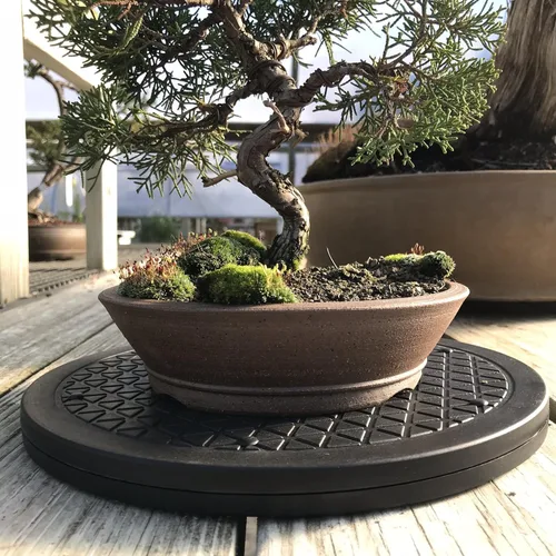 Miniatura 4 de Mighty Mini bonsái - Plataforma giratoria de árbol de bonsái con base de rodamientos de bolas de acero inoxidable de 12.5 pulgadas. Capacidad