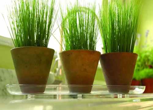 Miniatura 3 de Plastec PLIPAK612 Platillo Ovalado Plantpak, Transparente, 12 pulgadas