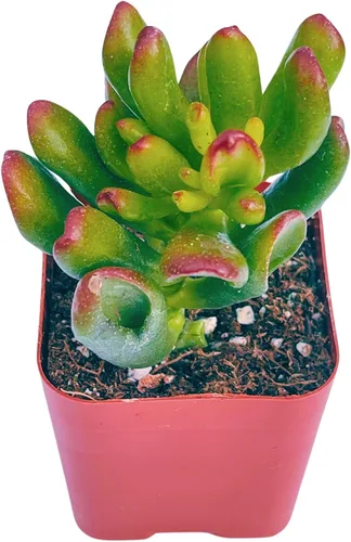 Miniatura 4 de Suculentas plantas vivas de 2 pulgadas, Planta rosario variegada, minisuculentas, plantas de interior de fácil cuidado enraizadas en mezcla