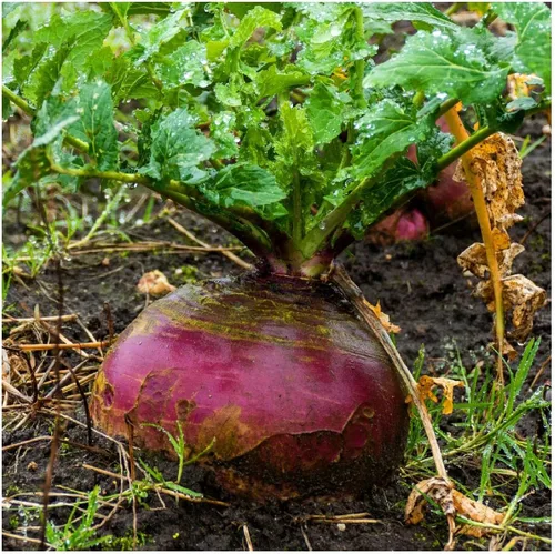 Miniatura 4 de Everwilde Farms - 500 semillas de Rutabaga American Purple Top - Paquete de semillas jumbo Gold Vault