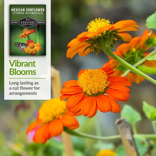 Miniatura 4 de Survival Garden Seeds - Semilla de girasol mexicano para plantar - Paquete con instrucciones para plantar y cultivar Tithonia Rotundifolia en tu