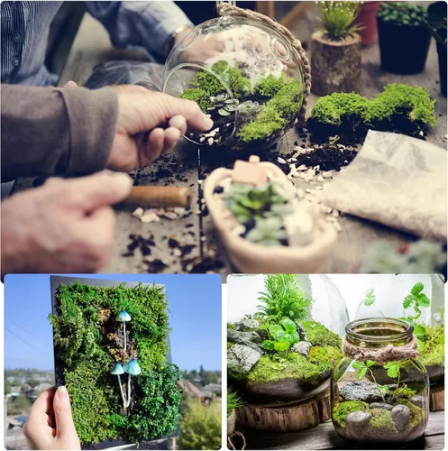 Miniatura 5 de MECCANIXITY Musgo de reno preservado de 7.8 onzas, musgo artificial decorativo negro para plantas en maceta, manualidades de interiores, centros