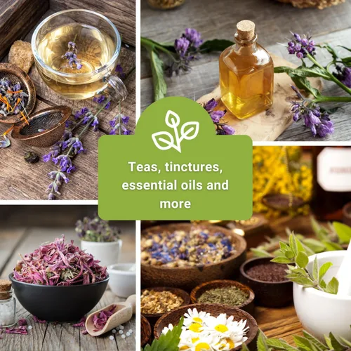 Miniatura 5 de Sow Right Seeds - Colección de semillas de hierbas medicinales para plantar - Manzanilla romana, equinácea, lavanda, hisopo y bergamota - Semilla