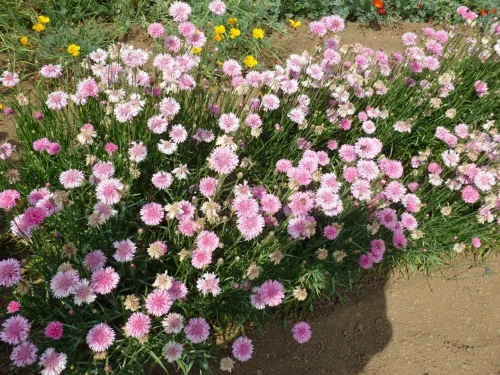 Miniatura 3 de Botón de soltero, semillas rosas altas, 100 semillas, hermosas flores de color rosa brillante.