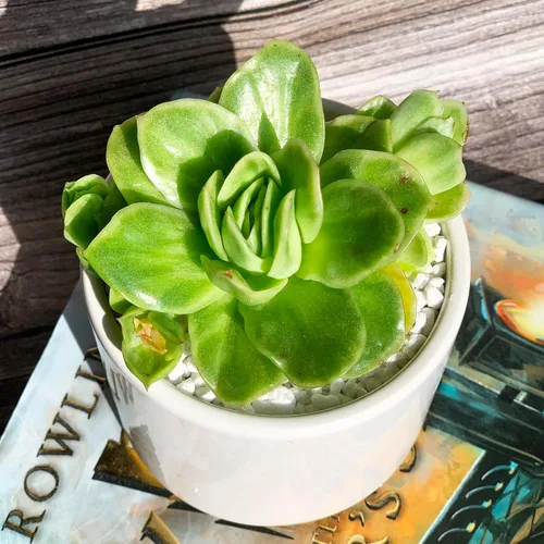 Miniatura 14 de Dudleya Gnoma S.W.McCabe Plantas suculentas raras vivas, 5-7 cabezas de 3.5" Raíz desnuda sin maceta y tierra, decoración para jardín
