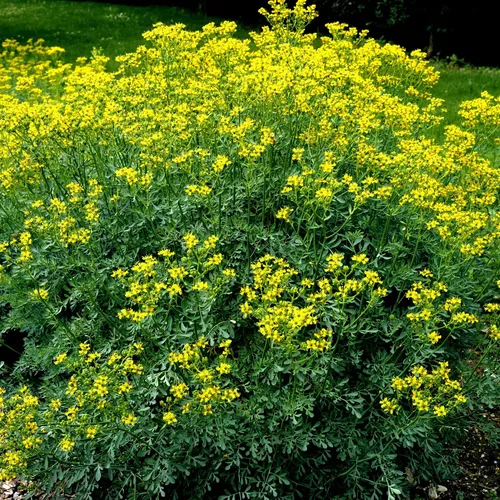 Miniatura 3 de Rue 50 Seeds (Ruta Graveolens) Herb of Grace - Sin OMG - Polinizado abierto - Fabricado en Estados Unidos