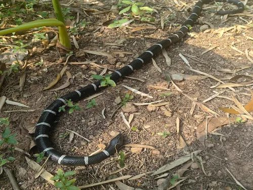 Miniatura 2 de Serpiente de goma de 53 pulgadas, juguete realista de serpientes falsas para bromas del día de los inocentes, Halloween (a rayas)