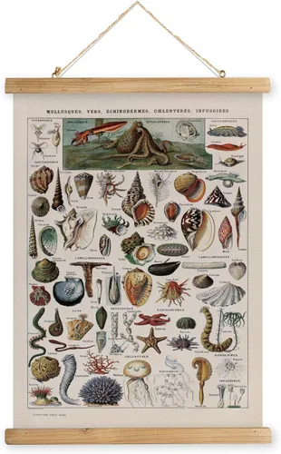 Miniatura 32 de XIAOAIKA Póster Educativo de Vida Silvestre de Seto Británico - Cuadro Ilustrado de la Naturaleza con Marco de Madera - Arte de Pared de Animales