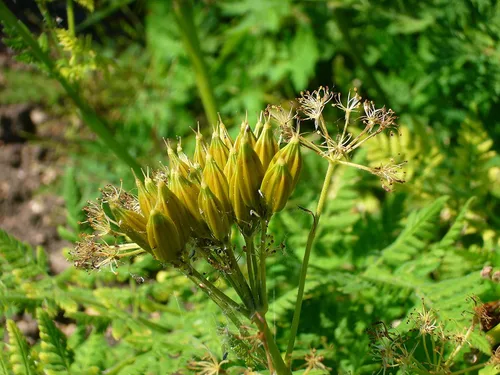 Miniatura 2 de Plant Good Seed Sweet Cicely Seeds - Paquete de 20 semillas tradicionales para plantar flores, suministros de jardinería, jardín de hierbas, flores