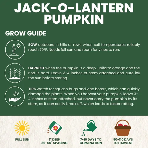 Miniatura 4 de Jack-O'-Lantern - Semillas de calabaza – 25 semillas premium para plantar – Talla clásica y cosecha de otoño variedad para la temporada 2026 – Bolsa
