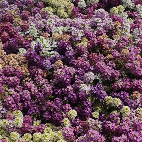 Miniatura 7 de Outsidepride 2000 Seeds Anual Alyssum Easter Bonnet Ground Cover & Flower Seed Mix