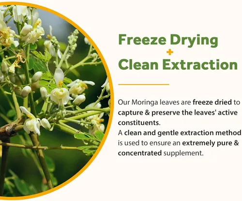 Miniatura 8 de Doctor's Recipes Moringa 11,000 mg de potencia, superalimento verde completo, apoyo natural antioxidante, sin OMG, 90 cápsulas veganas, sin cafeína