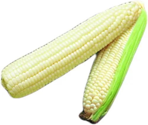 Miniatura 5 de Park Seed Variedad de semillas de maíz, semillas de verduras sin OMG para plantar, fáciles de cultivar, perfectas para cosechar, Honey Select Honey
