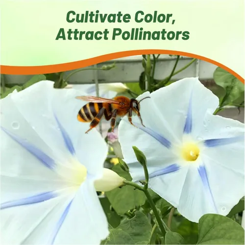 Miniatura 5 de Outsidepride Ismay Morning Glory Seeds - 250 unidades Semillas de flores anuales, trepadoras y enredaderas para plantar flores azul claro, ideales
