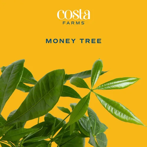 Miniatura 3 de Costa Farms Árbol del Dinero Planta Viva en Maceta Decorativa, Purificadora de Aire para Interiores, Perfecta para Decoración de Hogar, Habitación u