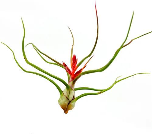 ragnaroc Air Plants - Floración Tillandsia Bulbosa Belice, gigante de 7-9 pulgadas, 1 unidad, llegada en vivo garantizada, plantas de interior para