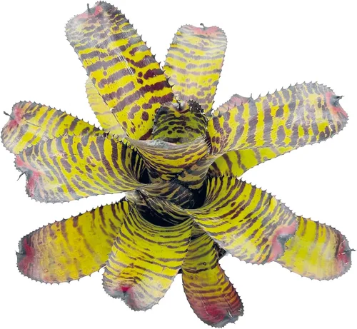 Miniatura 2 de ragnaroc Plantas Vivas – Bromelia Neoregelia Dragon, 8-12" en Maceta de 6" - 1ct - Llegada Viva Garantizada - Plantas de Casa para Decoración