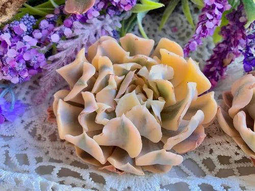 Miniatura 19 de Succulent Plants Live– Easy Care Bare Root Succulents for Indoor Outdoor Decor, Mini Live Plants for Home, Garden, Office, & Gift Ideas
