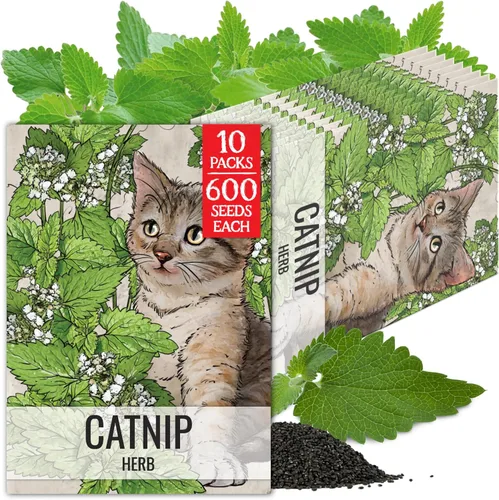 Miniatura 12 de Seed Needs Semillas de hierba gatera para plantar Nepeta cataria - Semillas de hierbas sin OMG y sin tratar para plantar y cultivar un jardín