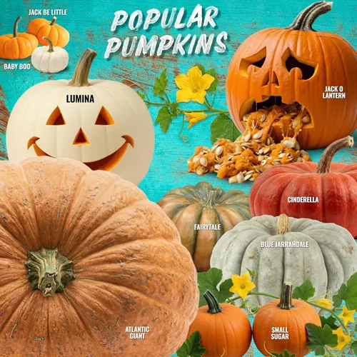 Miniatura 8 de Seed Needs Semillas de calabaza para plantar calabazas gigantes del Atlántico – Semillas de verduras sin OMG y sin tratar para plantar un jardín