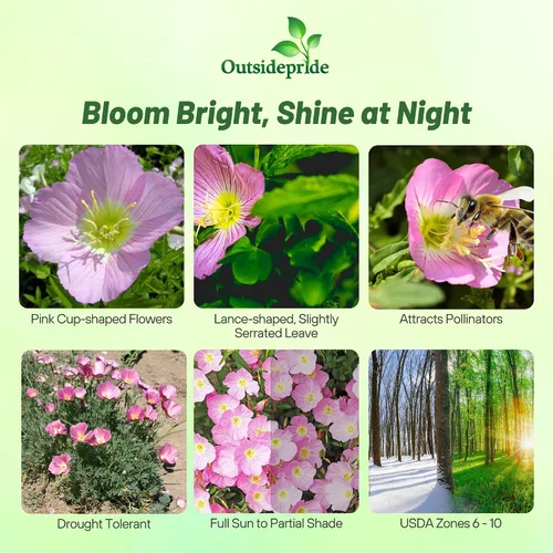 Miniatura 2 de Outsidepride Semillas de onagra vistosas – Semillas de flores perennes, resistentes, fáciles de cultivar y de bajo mantenimiento para plantar flores