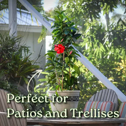 Miniatura 4 de Mandevilla - Planta viva, enrejado, mandevilla de floración gigante roja, Tropical Plants of Florida - Altura total de 36 pulgadas (solo planta)