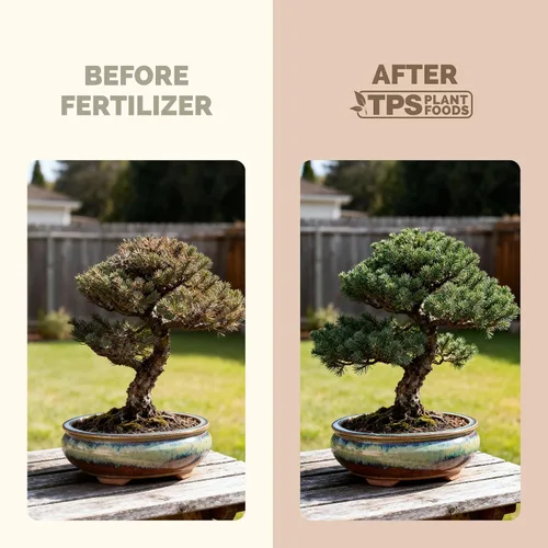 Miniatura 3 de Fertilizante para Bonsái, alimento líquido para plantas para un crecimiento saludable y raíces fuertes en todos los árboles de bonsái, de TPS Plant