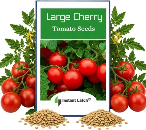 250 semillas de tomate cherry grandes | Sin transgénicos | Semillas frescas de jardín
