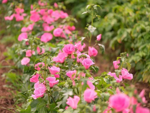 Miniatura 3 de TomorrowSeeds - Semillas de malva rosa rosa - Más de 1800 unidades - para plantar 2026 Malva Trimestris Anual Hibisco Árbol Común Malva Malva Malva