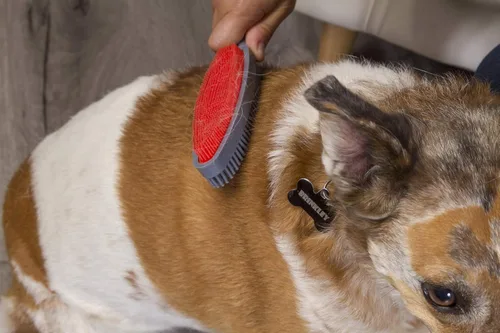 Miniatura 5 de Escoba para remover el pelo de mascotas con rasqueta y mango telescópico que se extiende de 3 a 5 pies, negro y amarillo