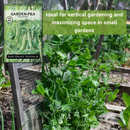 Miniatura 5 de Sow Right Seeds - Semillas de guisantes telefónicos para plantar - Paquete de reliquia sin OMG con instrucciones para cultivar un huerto doméstico