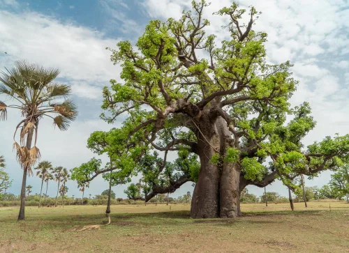 Miniatura 2 de 6 semillas de baobab (Adansonia) - Semillas de árbol Baobab - Planta tropical exótica rara